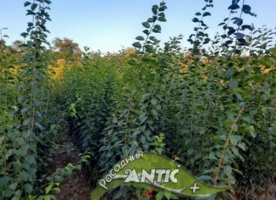 viberslika20210721203944548najmanja1632728754