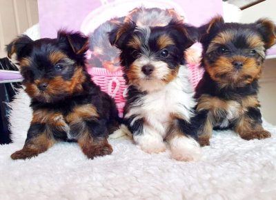 yorkshireterrier.1631098911