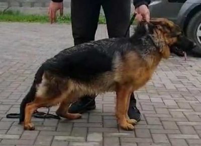 zenkaNO01a1630835258