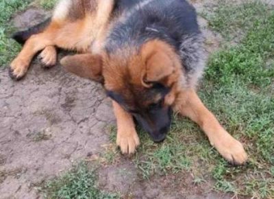 zenkaNO02a1630835262