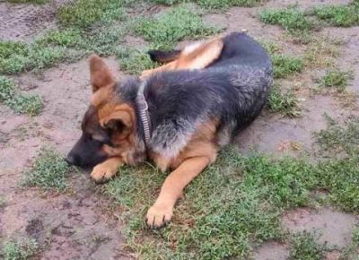 zenkaNO03a1630835265