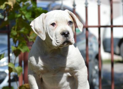 04368240312055373466115735964792710820364652n1633470236