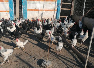 IMG202110030813161634593633