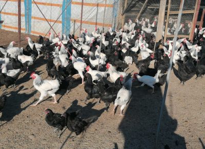 IMG202110030813191634593634