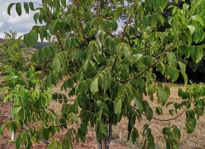 IMGa37861376b641f13420a77fc746c71f6V1634388032