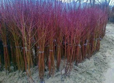 Mašdragam31634900421