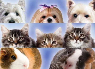 VETERINARSKASTANICASABAC1634639577