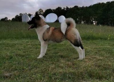 americkaakita031633290207