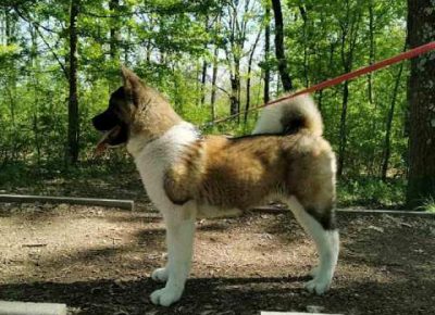 americkaakita041633290208