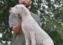dogoargentino011633461082