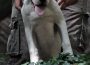 dogoargentino021633461083