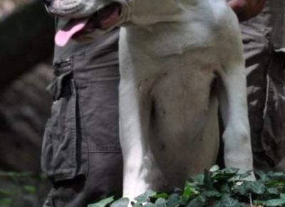 dogoargentino031633461082