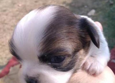 pekinezeri011633188376