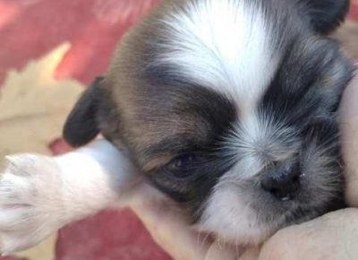 pekinezeri021633188376