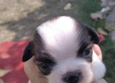 pekinezeri031633188377