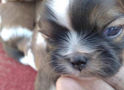 pekinezeri041633188376