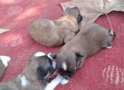 pekinezeri051633188377