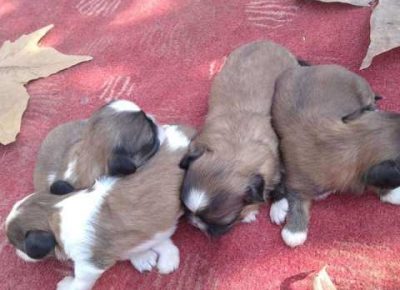 pekinezeri061633188377