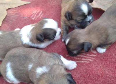 pekinezeri071633188376