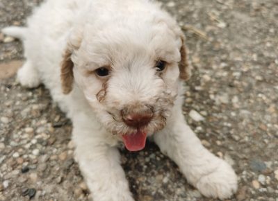 viberimage202110012027478041633173884