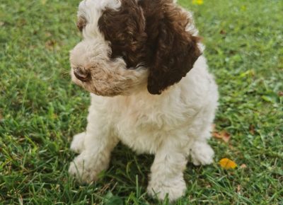 viberimage202110012027537801633173884