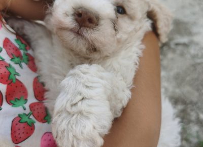 viberimage202110012027542761633173882