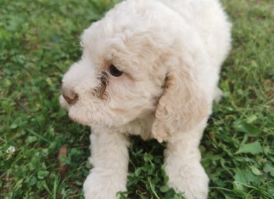 viberimage202110012027549331633173885