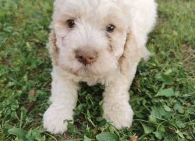 viberimage202110012027556201633173883