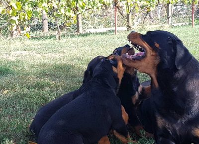 viberimage202110031604327461633354642