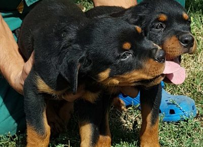 viberimage202110031604331421633354641