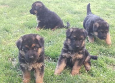 viberimage202110071345190291633644281