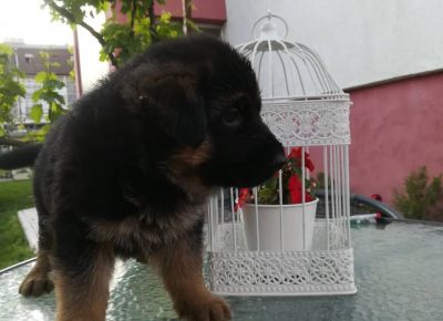 viberimage202110071346022241633644281