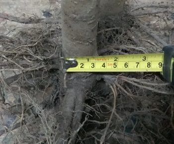 00735manja1636586408