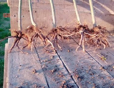 00910manja1636586409