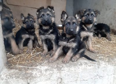 2595289135813970030756168589016870424004085n1637859837