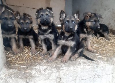 2595429152994190319093899199380484150074927n1637859837