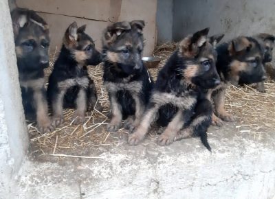 25979735610627182211700127017756177789857251n1637859837