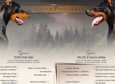 WhatsAppImage20211123at211637785731