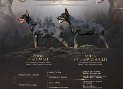 WhatsAppImage20211123at221637785732