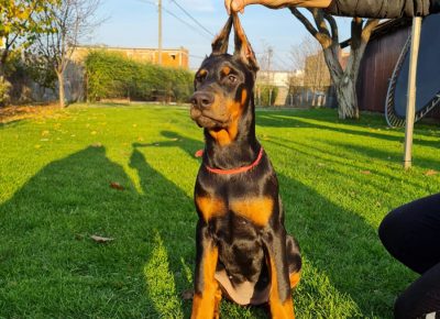 WhatsAppImage20211123at23.101637785736