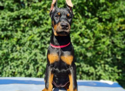 WhatsAppImage20211123at23.1051637785732