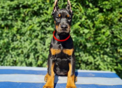 WhatsAppImage20211123at23.1071637785736