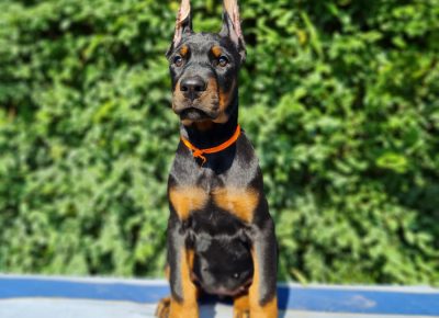 WhatsAppImage20211123at23.10r1637785734