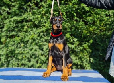 WhatsAppImage20211123at23r101637785742