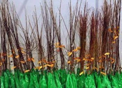 nasticsasa41636663530