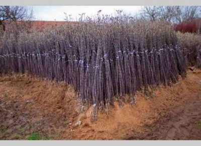 rasadnikkna21636671563