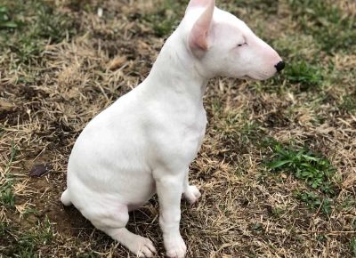 viberimage202110140927428271636756483