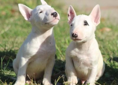 viberimage202111022042562911637850572