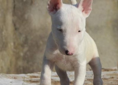 viberimage202111022042572371637850571