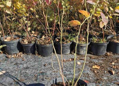 viberslika202110291354354191635976406